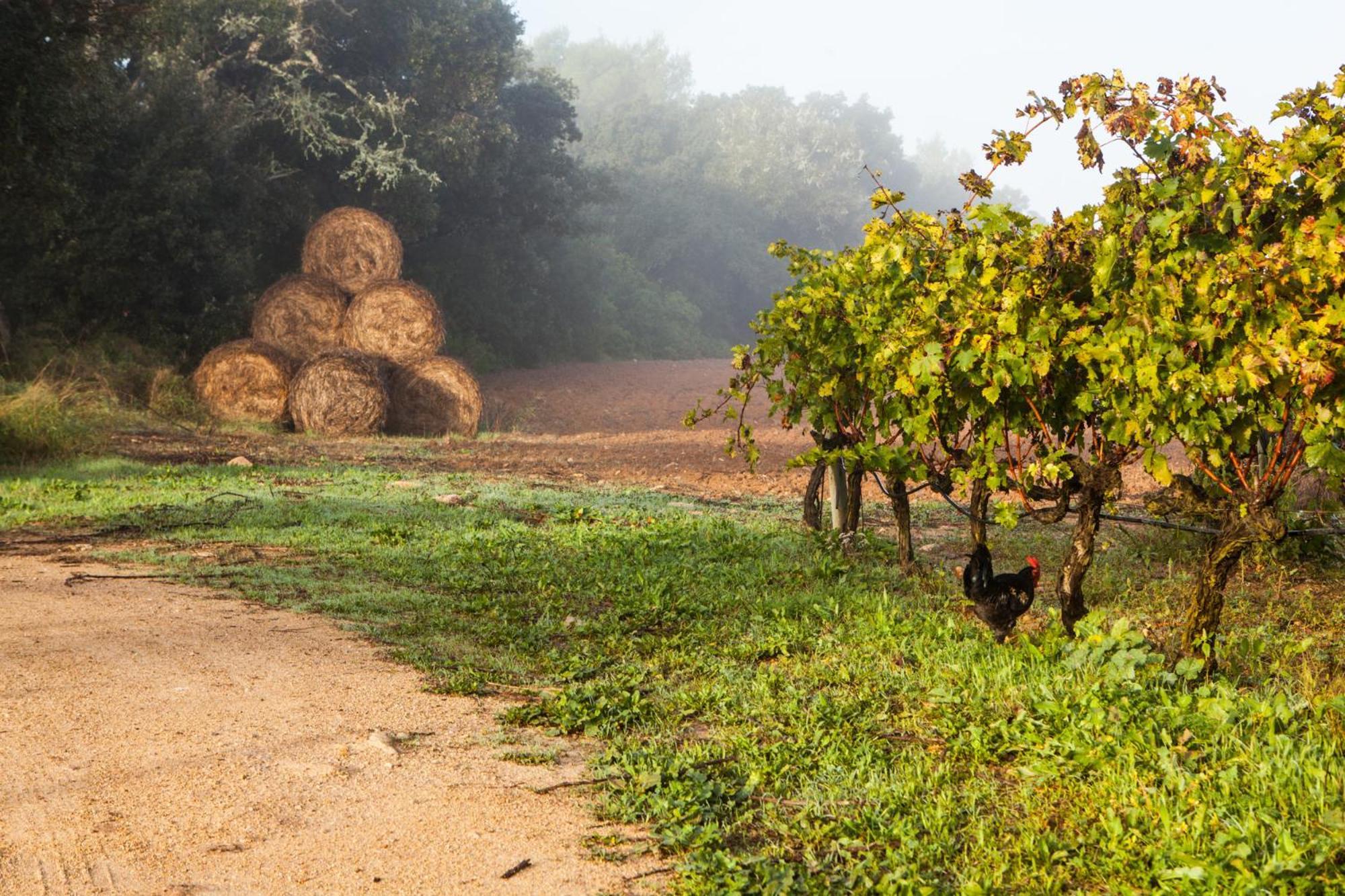 Oliver Moragues Grandhouse & Vineyard Algaida  Exterior foto